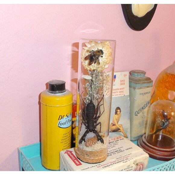 Vinegaroon Bee Crystal Oddity Jar curiosity dome flowers whip scorpion taxidermy - Picture 11 of 14